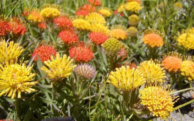 Ground pincushion - Leucospermum prostrautum